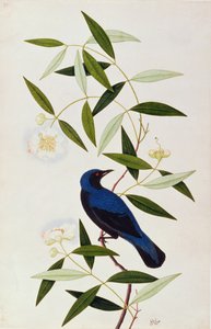 Boorah Farleeh, from Drawings of Birds from Malacca, c.1805-18 by Chinese School
