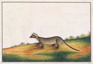 Common Palm Civet, from Drawings of Animals, Insects and Reptiles from Malacca by Chinese School