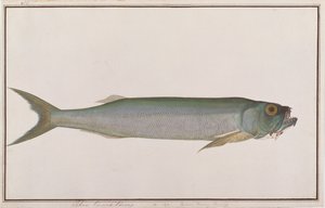 Dorab Wolf-herring, from Drawings of Fishes from Malacca, c.1805-18 by Chinese School