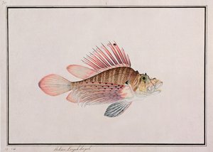Eekan Linqah Singah, from Drawings of Fishes from Malacca, c.1805-18 by Chinese School