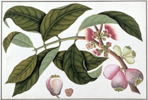 Eugenia or Jamboo Teloie poote, from Drawings of Plants from Malacca, c.1805-18 by Chinese School