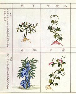 Four Plants from a Pen Tsao, a Collection of Medicinal Plants, 18th-19th Century by Chinese School