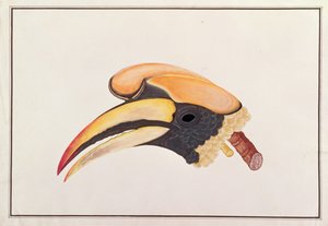Great Hornbill, from Drawings of Birds from Malacca, c.1805-18