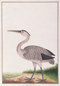 Grey Heron, from Drawings of Birds from Malacca, c.1805-18 by Chinese School