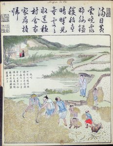 Harvest, The Rice Culture in China