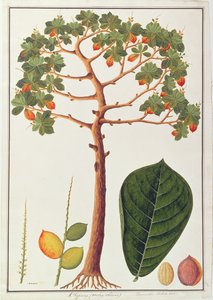 Klapang Terminalia Molucana or Malay Almond, from Drawings of Plants from Malacca, c.1805-18 by Chinese School