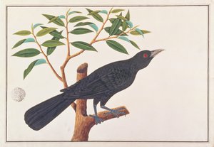 Koel, from Drawings of Birds from Malacca, c.1805-18