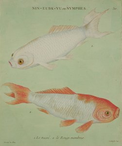 Le Nacre, Le Rougi-Membres, engraved by Francois Nicholas Martinet