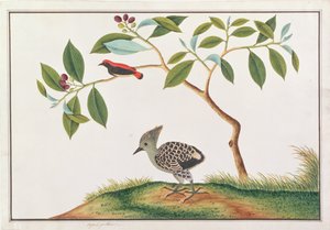 Scarlet-backed Flowerpecker with Grey-and-buff Woodpecker, from Drawings of Birds from Malacca, c.1805-18