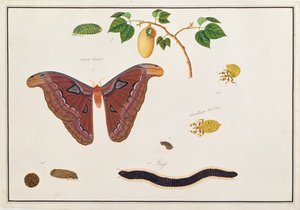 Six Arthropods, from Drawings of Animals, Insects and Reptiles from Malacca