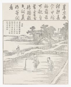 Sowing the rice in a seed bed, 18th century