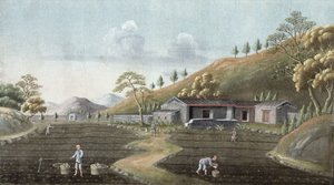 Tea planting