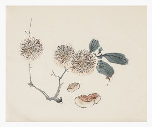 Ten Bamboo Series, 18th century
