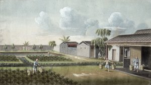 Watering tea plants