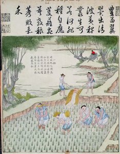 Weeding, The Rice Culture in China