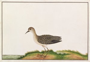 Wood Sandpiper, from Drawings of Birds from Malacca, c.1805-18
