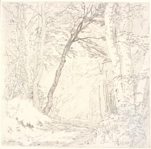 Road through a Forest