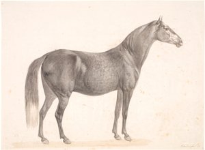 Black Horse by Christian David Gebauer