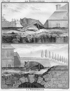 La Barbastelle & La Pipistrelle, c1763