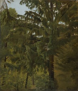Fir Tree in Deciduous Forest