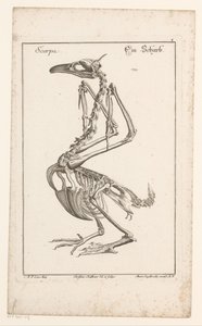 Skeleton of a Cormorant Scarpa / Ein Scharb (title on object) Different Sceleta or Bone Bodies (series title) by Christian Hallbaur