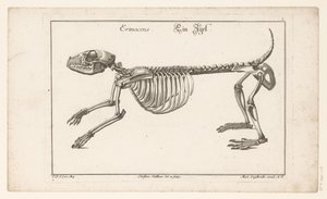 Skeleton of a Hedgehog (Different Skeletons or Bone-Bodies) by Christian Hallbaur