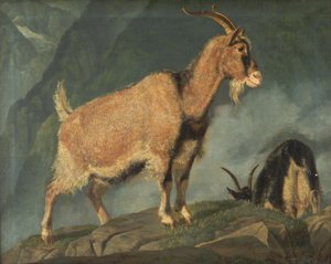 Goats in the Alps