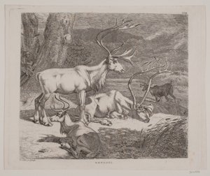 Reindeer by Christian Holm