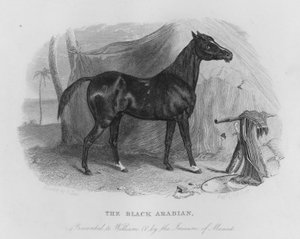 The Black Arabian, Presented to William IV by the Imaum of Muscat