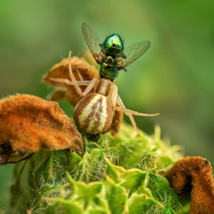Crab Spider