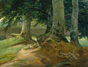 Beech Trees in Frederiksdal near Copenhagen