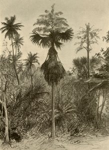 Talipot palm after flowering, Ceylon, 1898