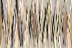 Abstract Earthy Lines by Christina Sillen