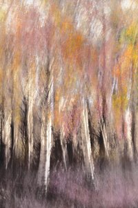 Autumn Birch Abstract by Christina Sillen