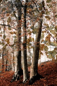 Autumn Woodland Scene