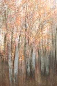 Blurred Autumn Forest by Christina Sillen