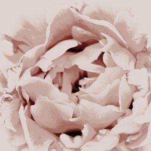 Blush Pink Peony by Christina Sillen