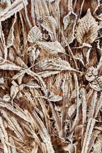 Crisp Frosted Leaves by Christina Sillen
