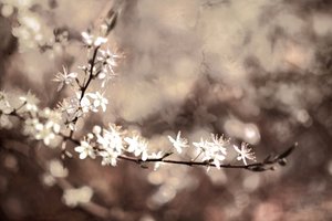 Delicate Branch Blooms by Christina Sillen