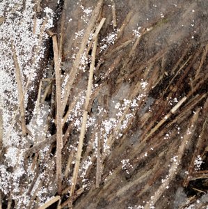 Delicate Frozen Stems