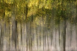 Dreamy Autumn Forest