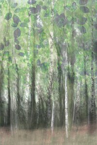 Dreamy Birch Woods by Christina Sillen