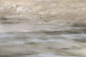 Dreamy Birds Over Water by Christina Sillen