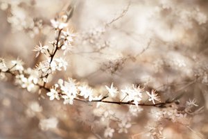 Dreamy White Blossoms by Christina Sillen