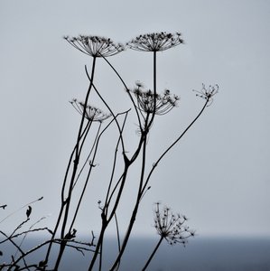 Dried Plant Silhouettes