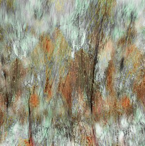 Earthy Woodland Strokes by Christina Sillen