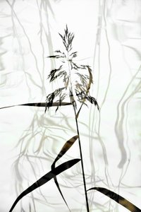 Elegant Reed Silhouette
