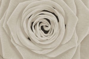Elegant White Rose
