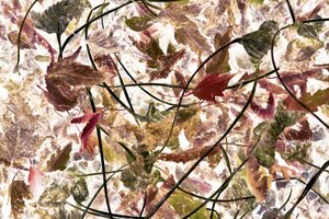Ethereal Fall Foliage by Christina Sillen