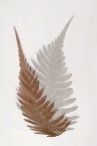 Ethereal Fern Fronds by Christina Sillen